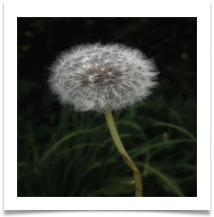 Dandilion 1 - James Leslie